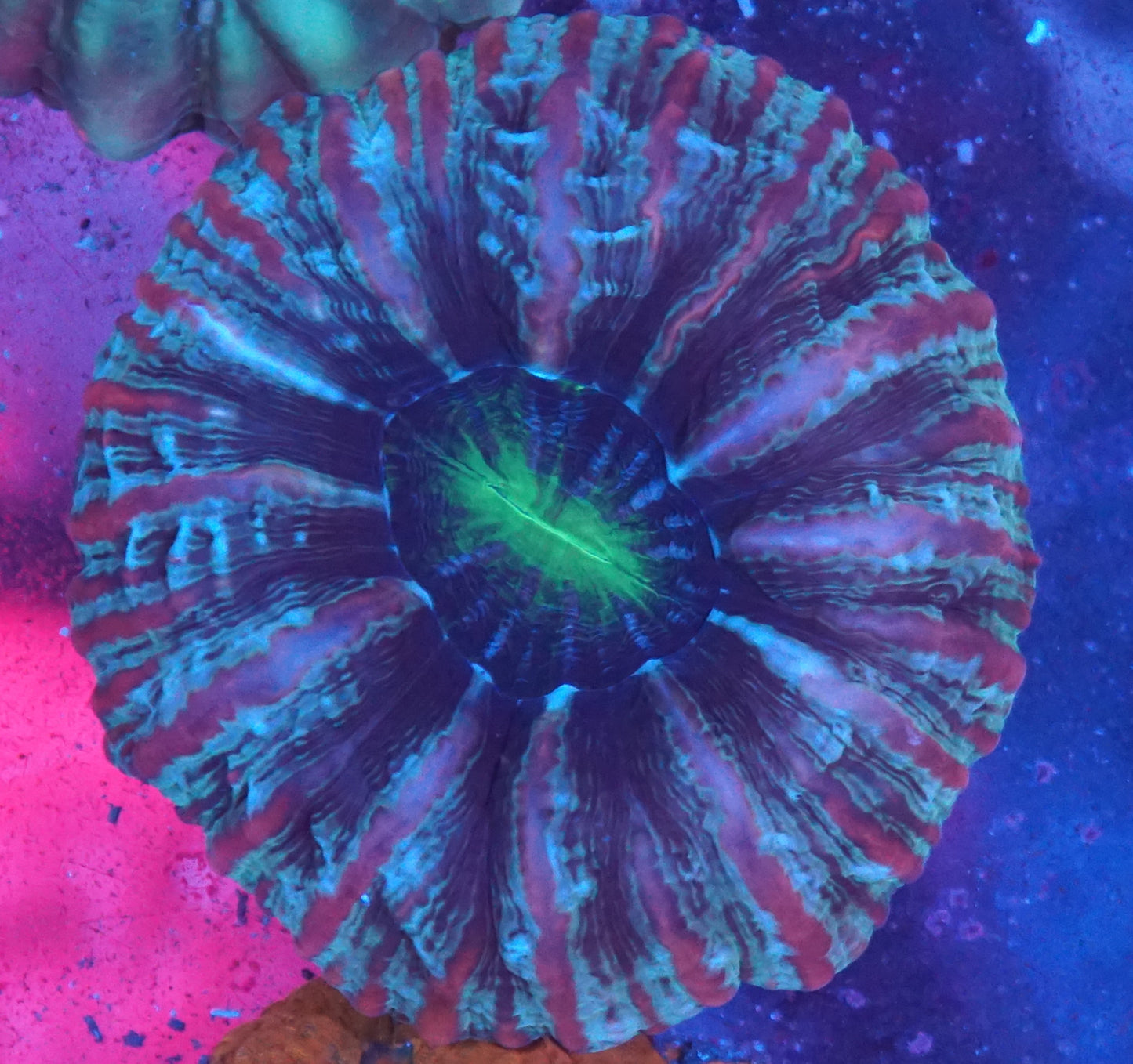Multicolor Cynarina