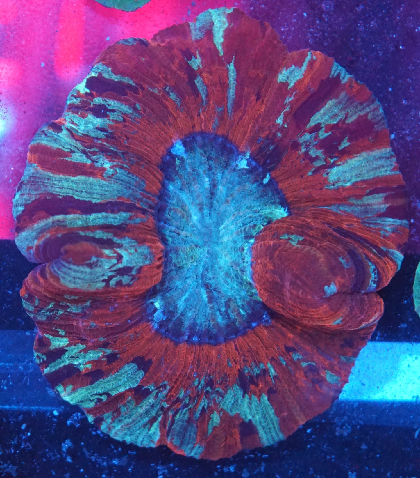 Red and Green Multicolor Trachyphillia 001