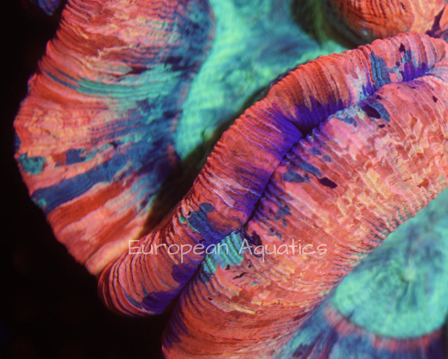 Ultra Rainbow Welso Trachy 007