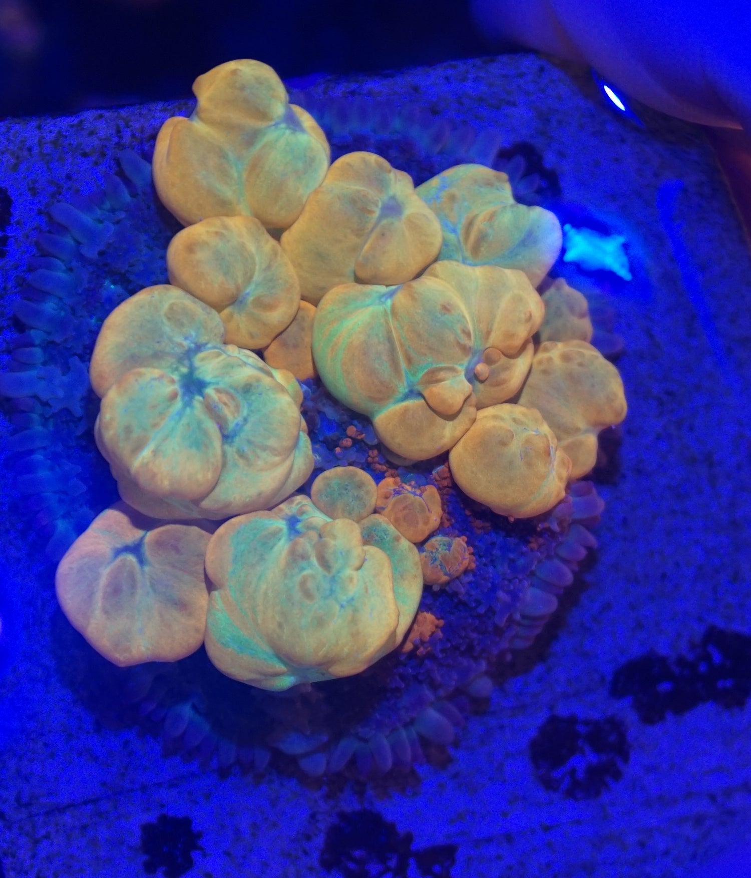 Corals (General Stock)