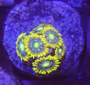 Toxic Biohazard Zoanthid