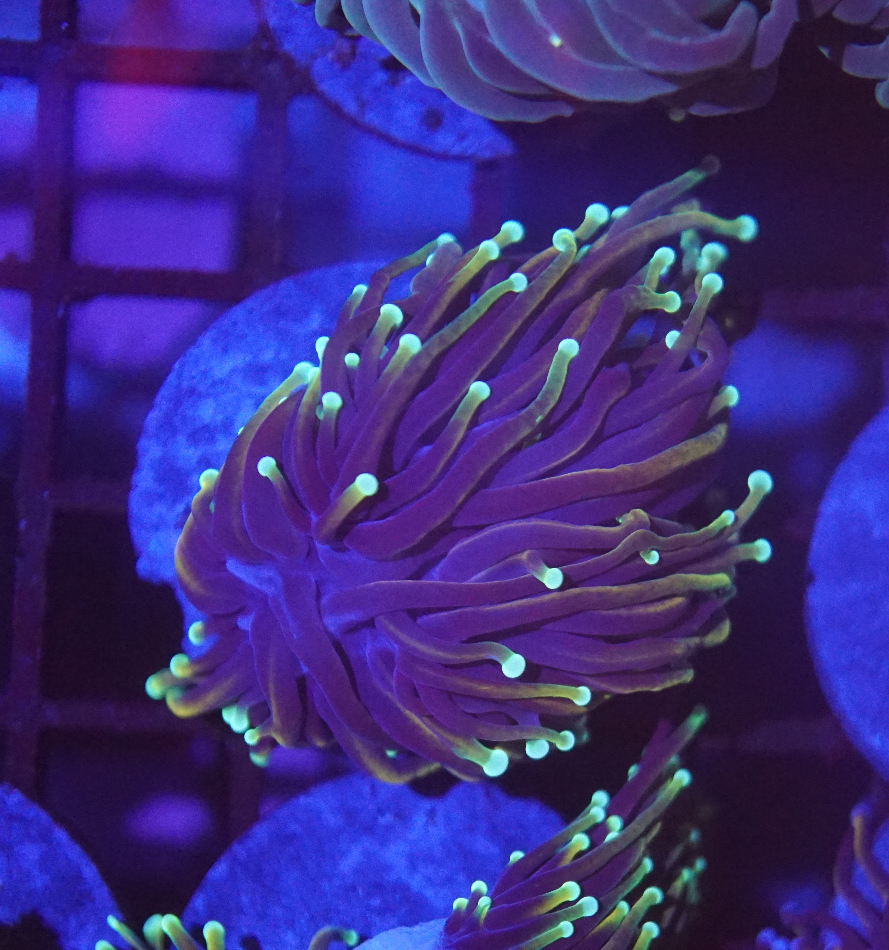 Corals (General Stock) – tagged 