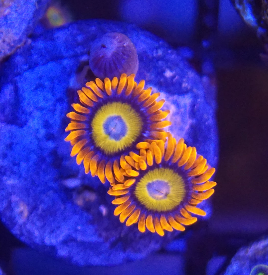 Fruit Loops Zoanthid