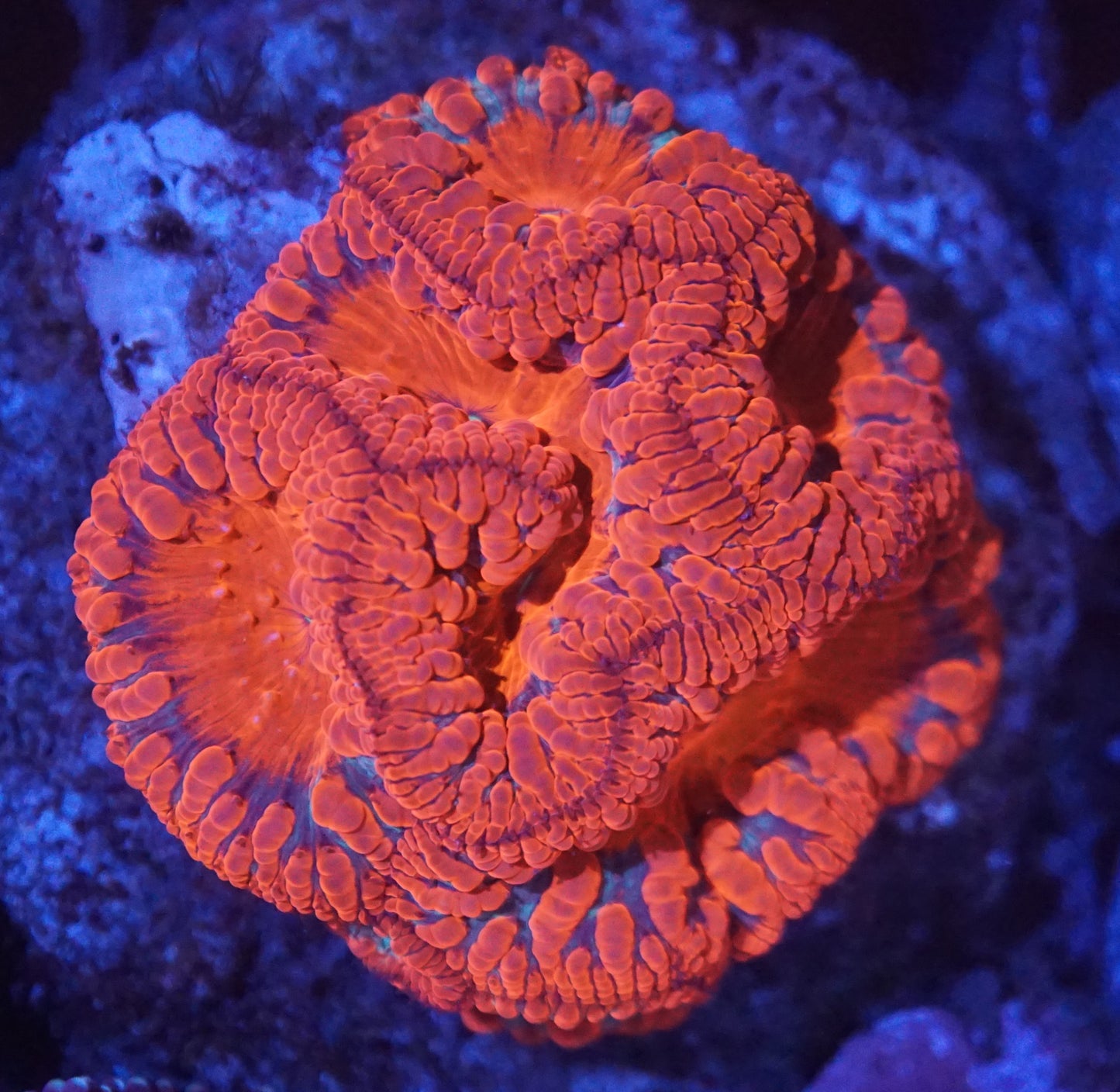 Red Ultra Blastos Colony