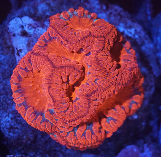 Red Ultra Blastos Colony