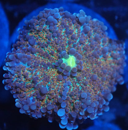 Yuma Mushroom Frag Pack