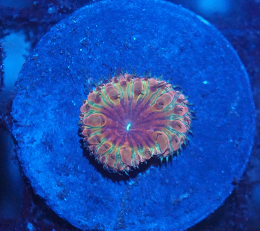 Blastos Frag Pack 001