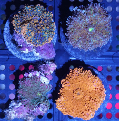 Yuma Mushroom Frag Pack