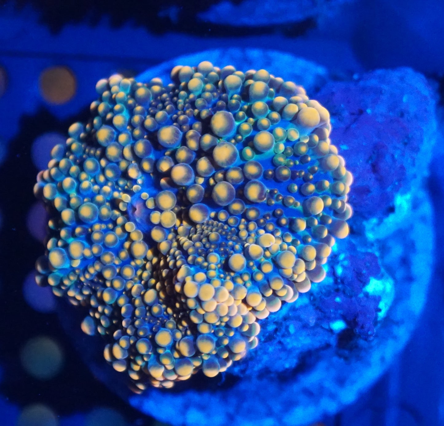 Yuma Mushroom Frag Pack