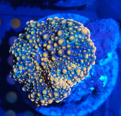 Yuma Mushroom Frag Pack