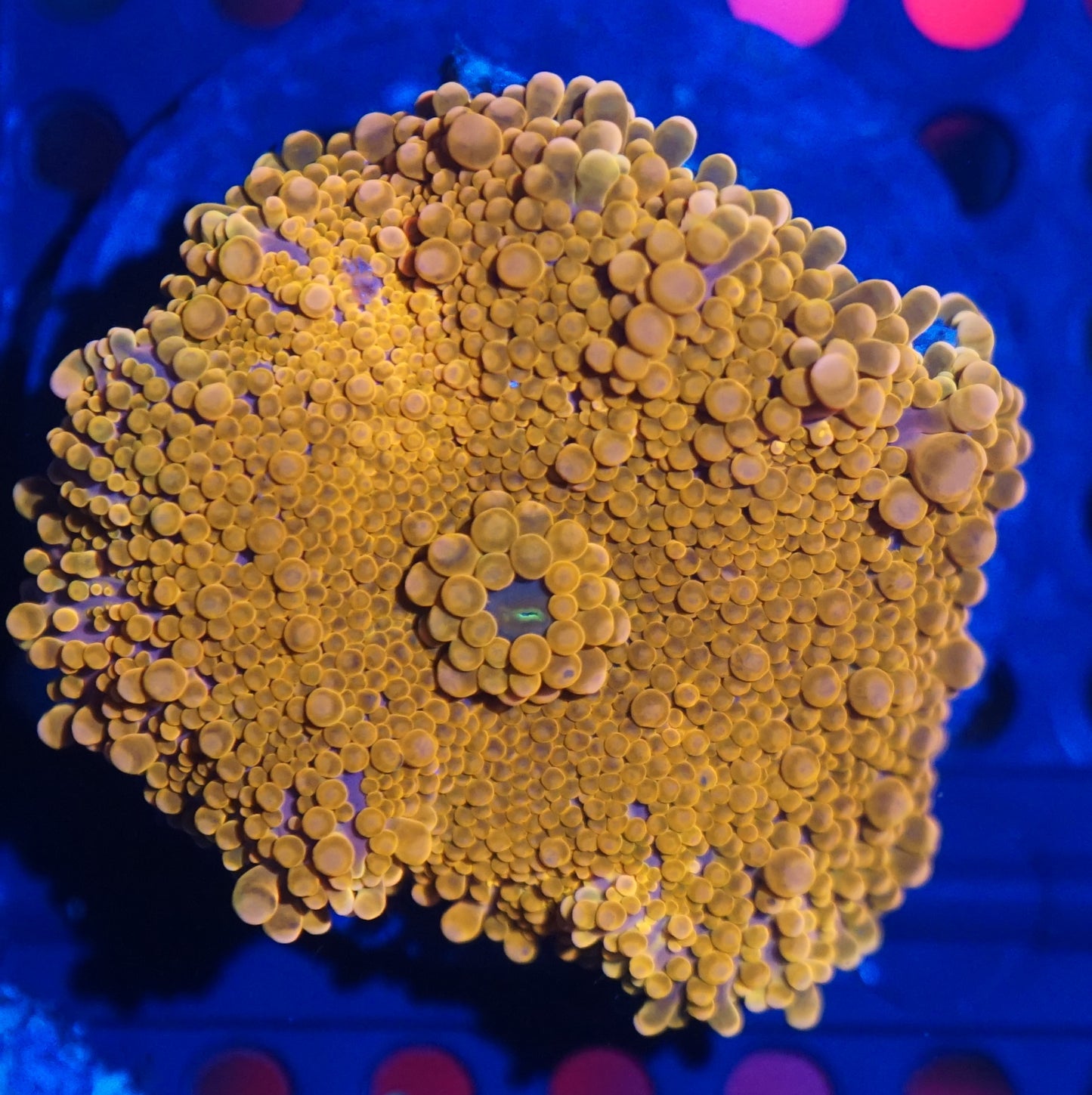 Yuma Mushroom Frag Pack