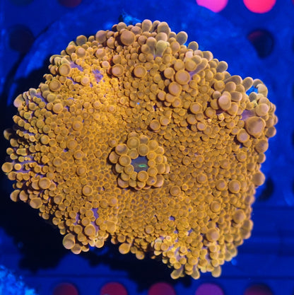 Yuma Mushroom Frag Pack