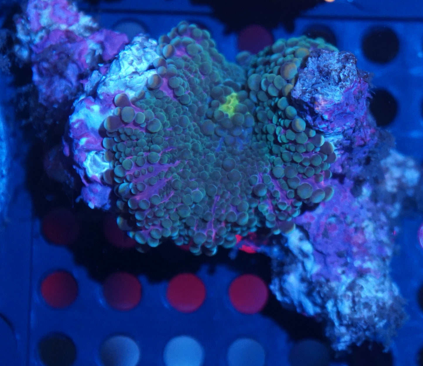 Yuma Mushroom Frag Pack
