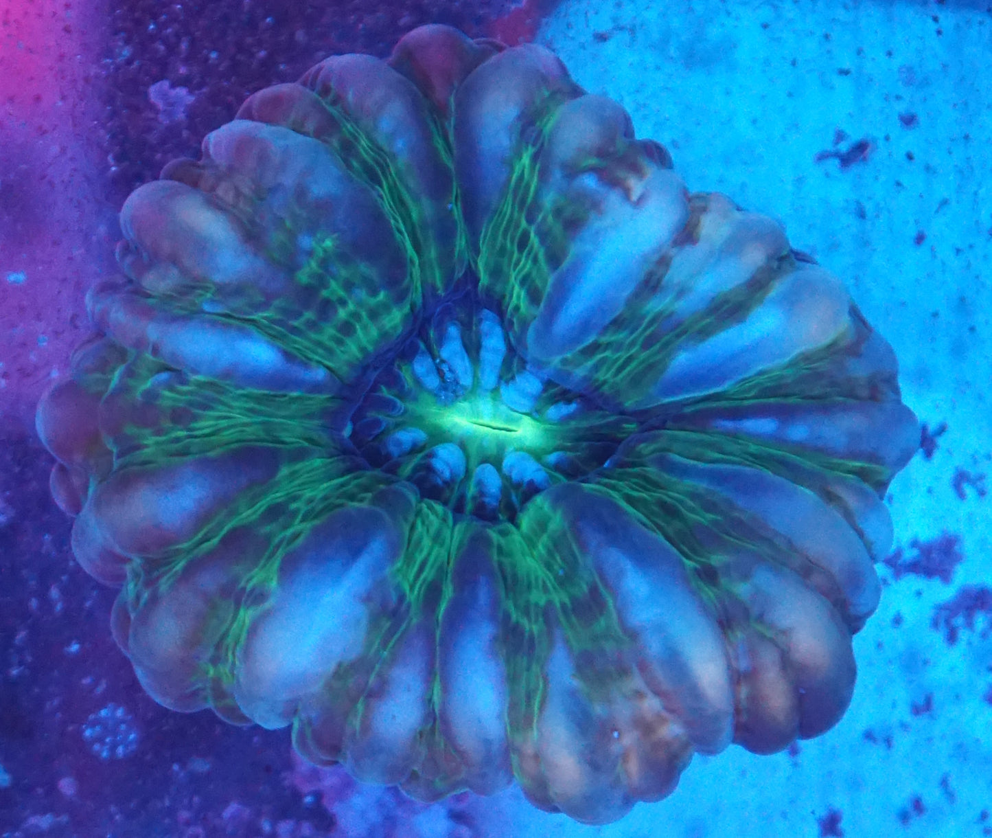 Electric Green Cynarina