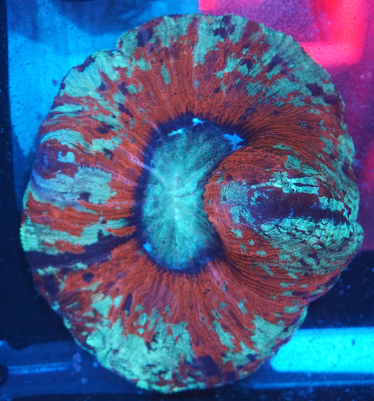 Red and Green Multicolor Trachyphillia 001
