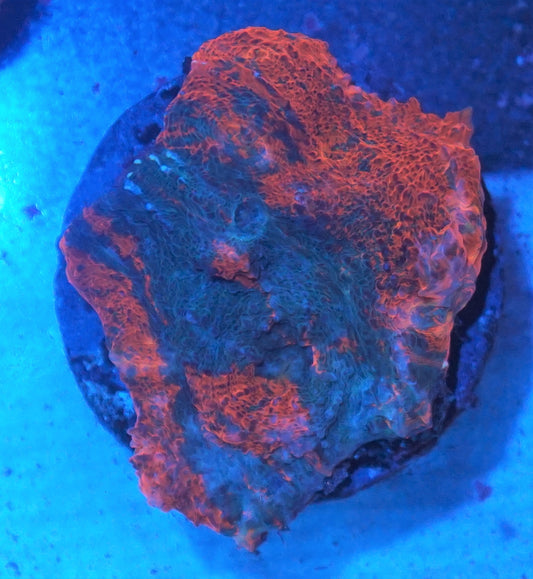 Nacho Cheese Chalice 001