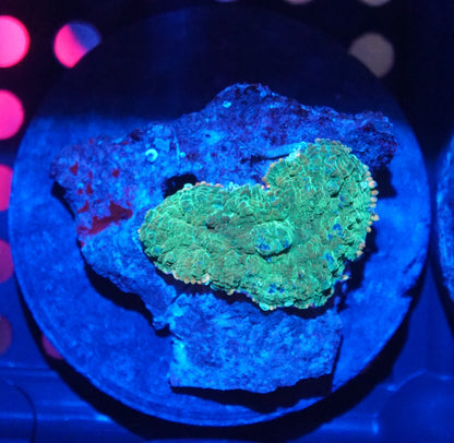 Rhodactis Mushroom Frag Pack 001