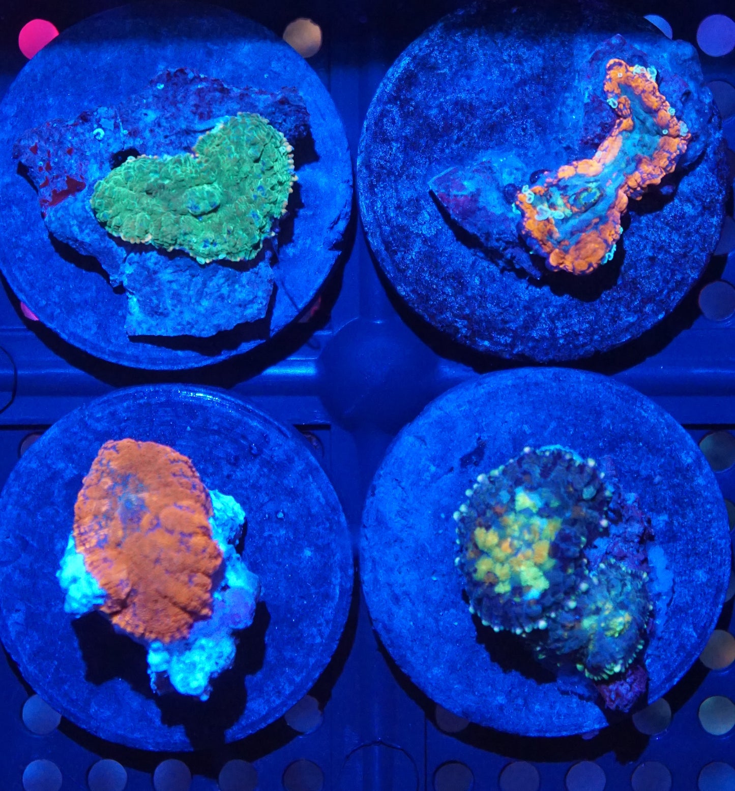 Rhodactis Mushroom Frag Pack 001
