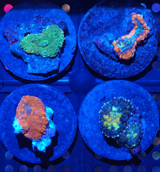 Rhodactis Mushroom Frag Pack 001