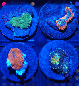 Rhodactis Mushroom Frag Pack 001