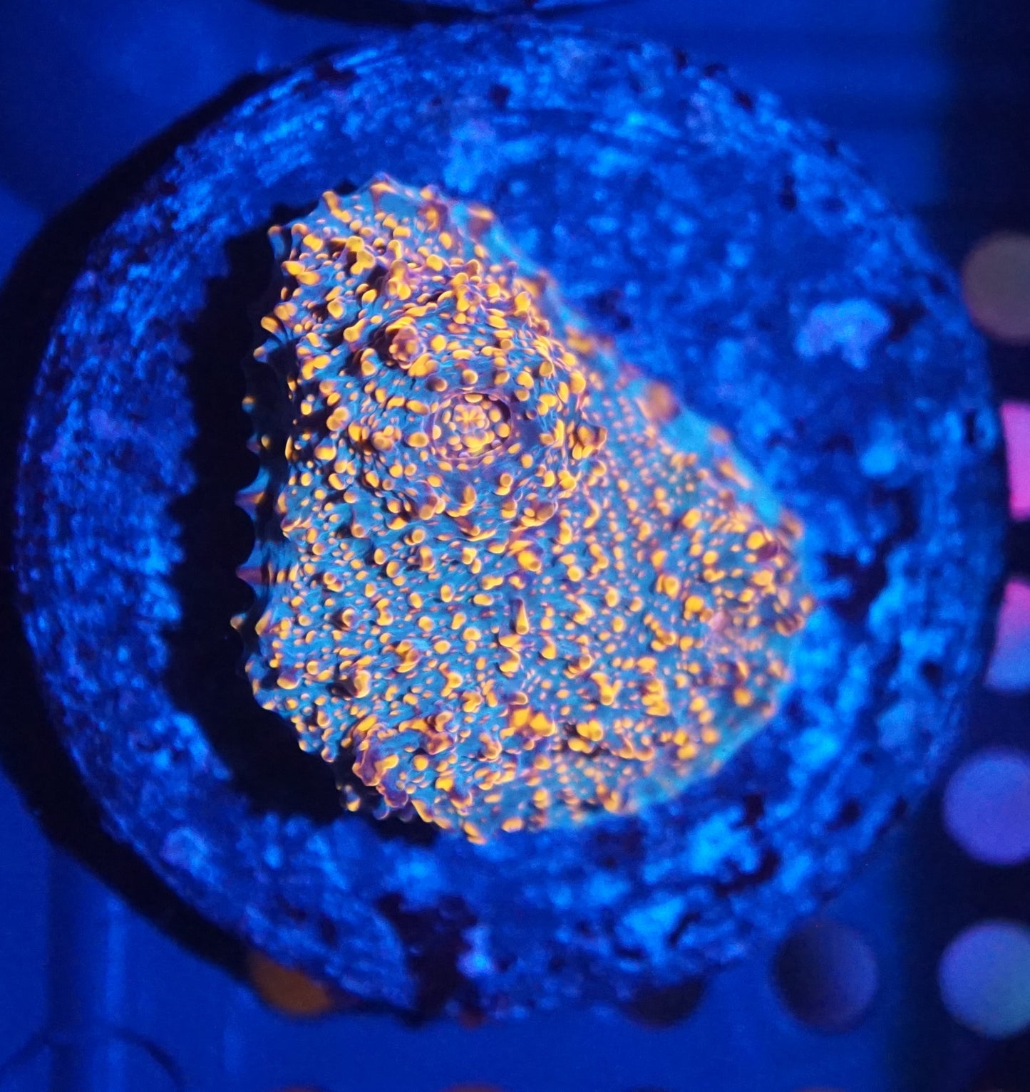 Chalice Frag Pack 001