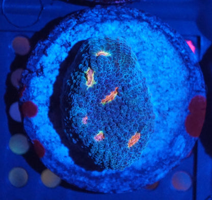 Chalice Frag Pack 001