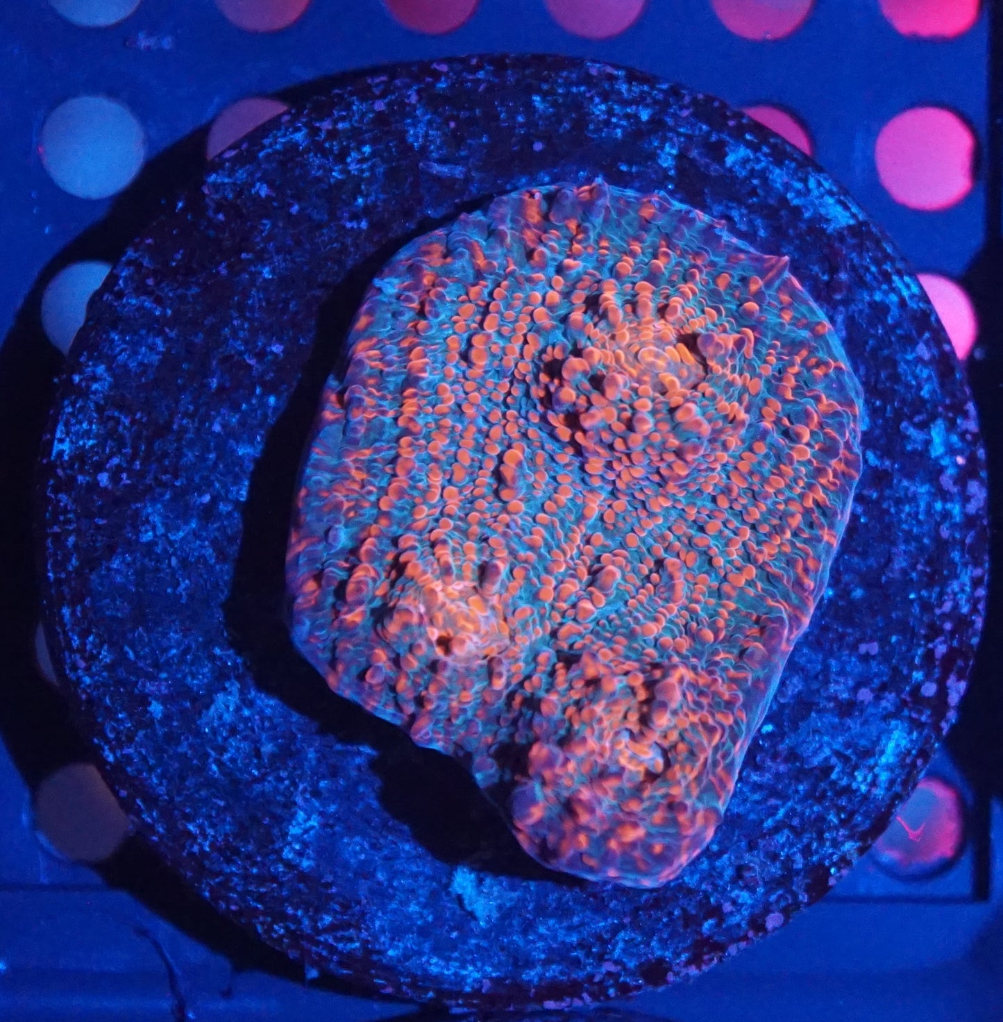 Chalice Frag Pack 001