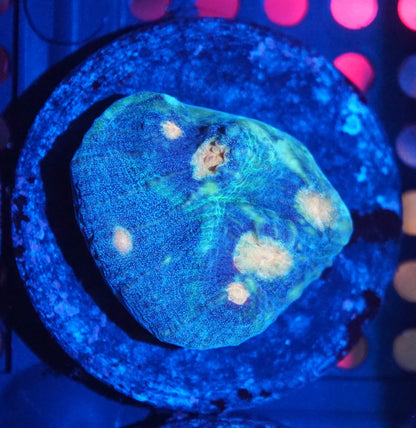 Chalice Frag Pack 001