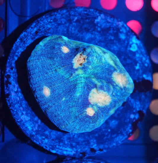 Chalice Frag Pack 001