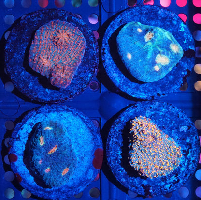 Chalice Frag Pack 001