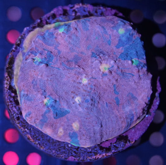 Pastel Rainbow Chalice 002