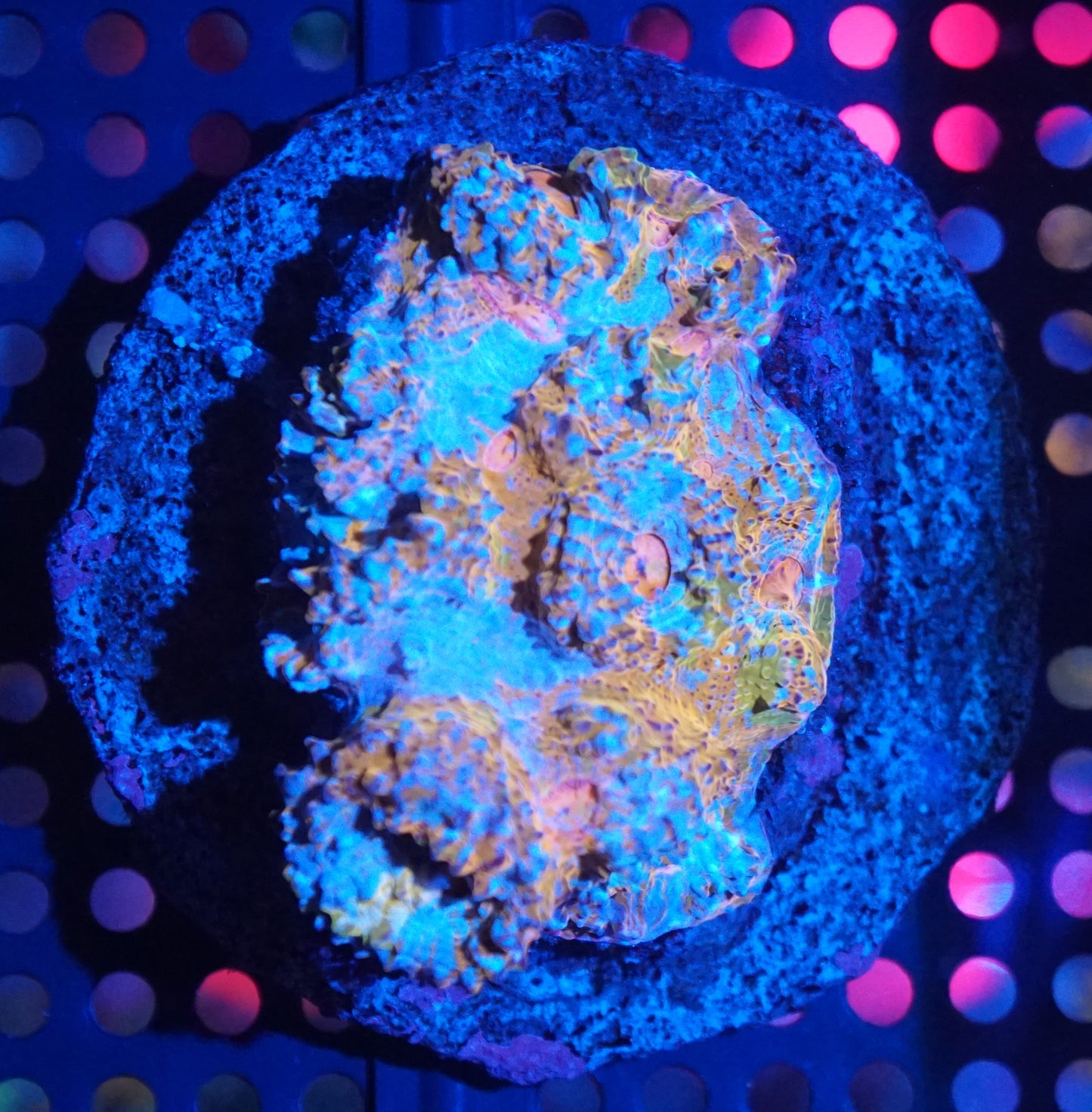 Rainbow Nacho Cheese Chalice 001