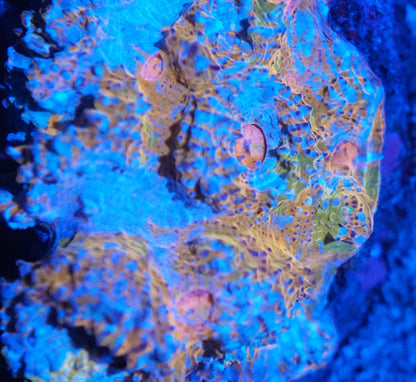 Rainbow Nacho Cheese Chalice 001