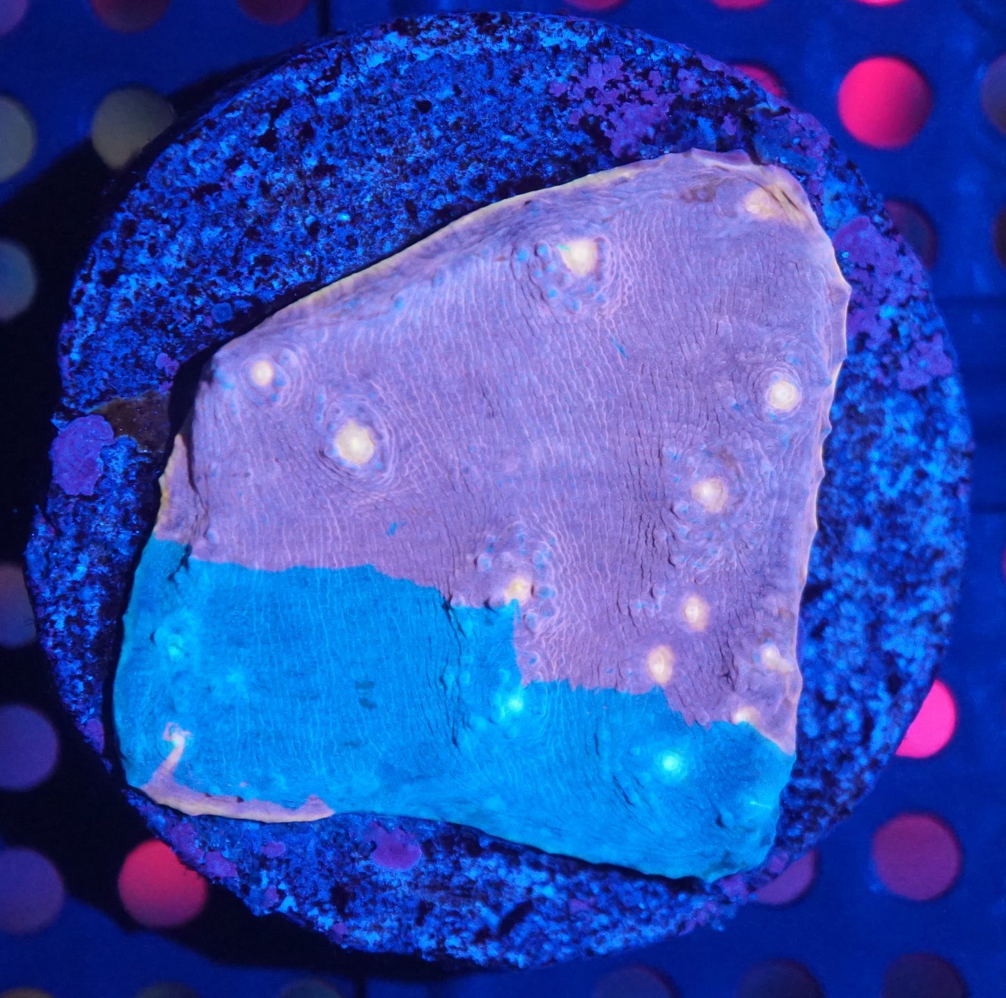 Pastel Rainbow Chalice 002