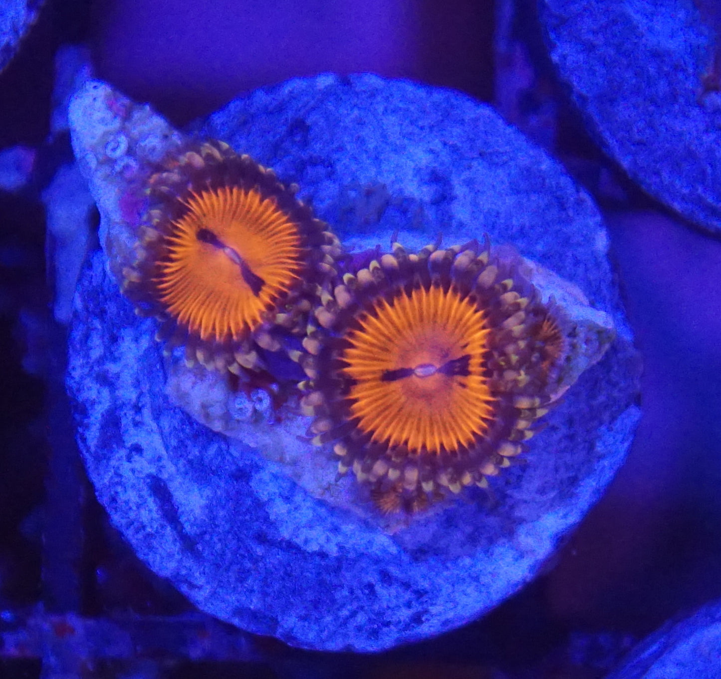 Blood Sucker Zoanthid