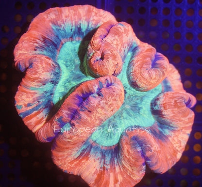 Ultra Rainbow Welso Trachy 007