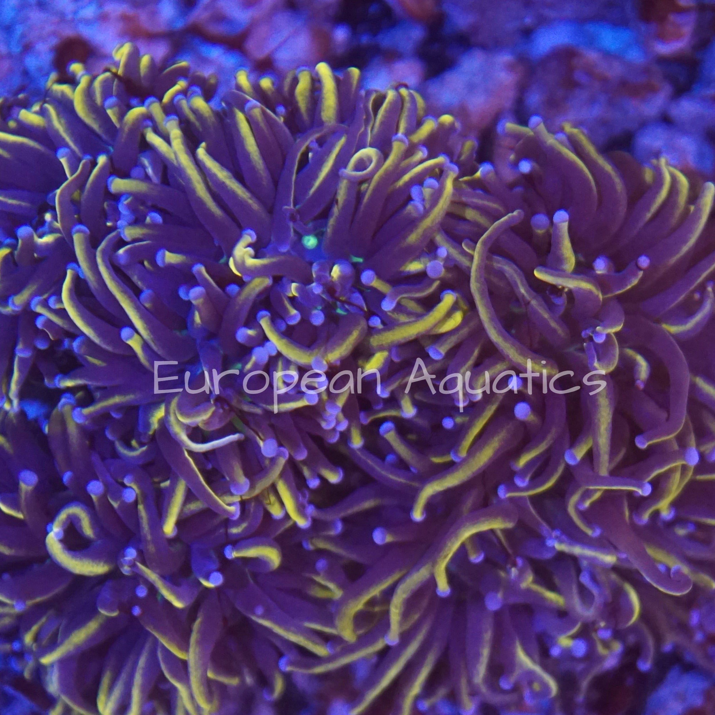 Corals (General Stock) – tagged 